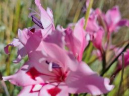 Gladiolus carneus presented by modern technology